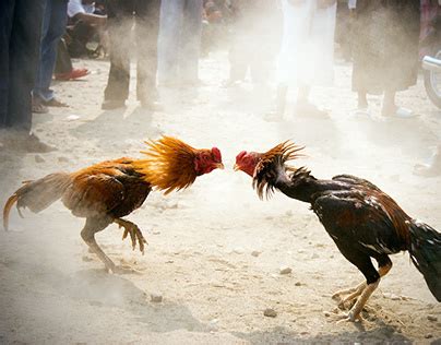 Cockfight Projects .